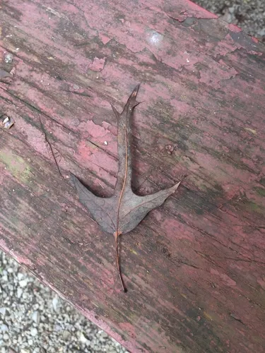 Southern Red Oak — photo by Amanda Kuhlman