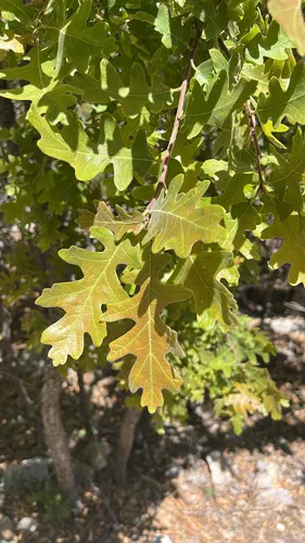 Gambel Oak — photo by MichaelMonarda