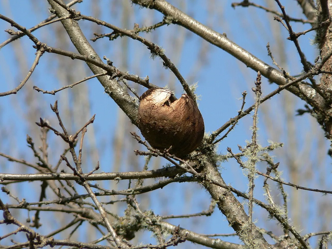 Oregon White Oak (var. garryana) — photo by Wikimedia Commons
