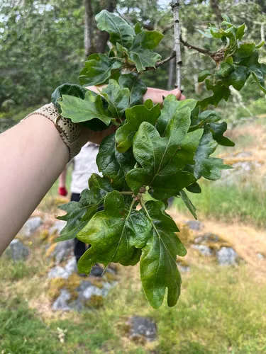 Oregon White Oak — photo by jxmunro