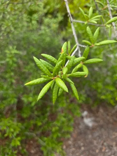 Sand Live Oak — photo by Tyler Fuller