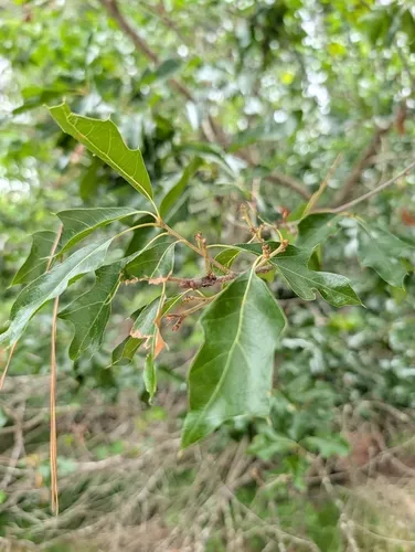 Georgia Oak — photo by sanjuniperrro