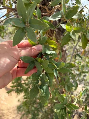 Gray Oak — photo by Sam Jolly