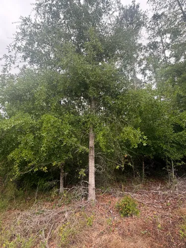 Darlington Oak — photo by Andy Jones