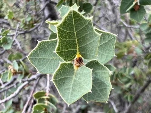 Hinckley Oak — photo by Paul Rust