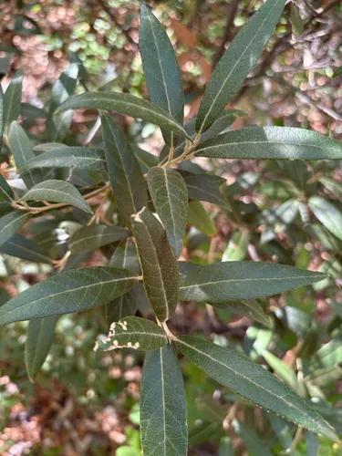 Silverleaf Oak — photo by theurbannatureguy