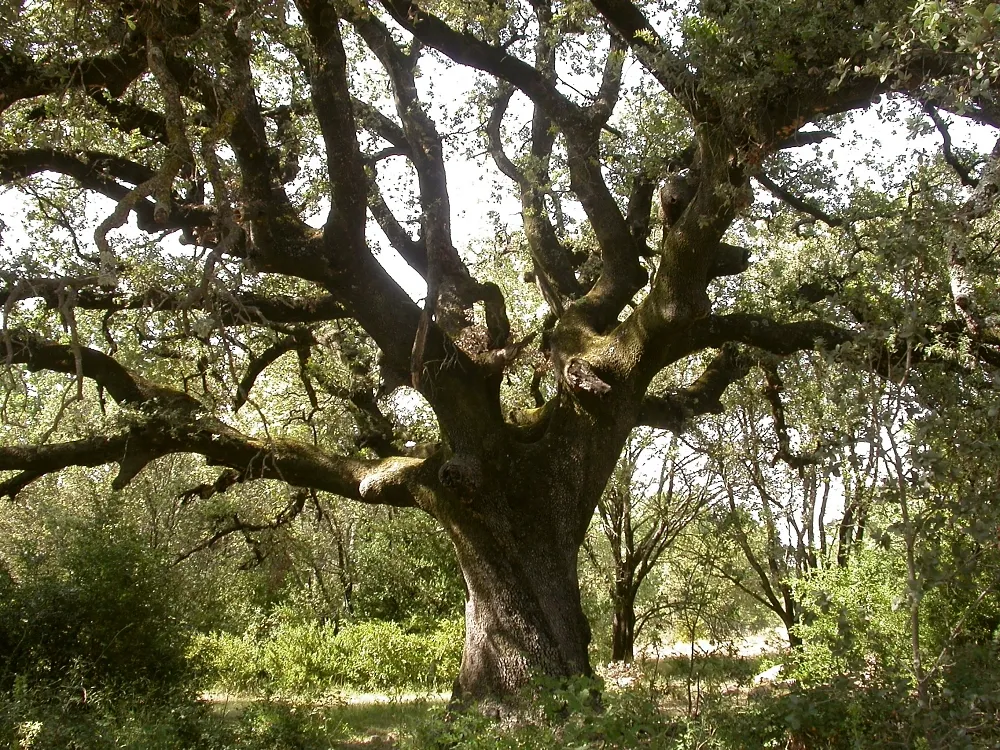 Holly Oak — photo by Fritz Geller-Grimm