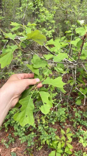 Bear Oak