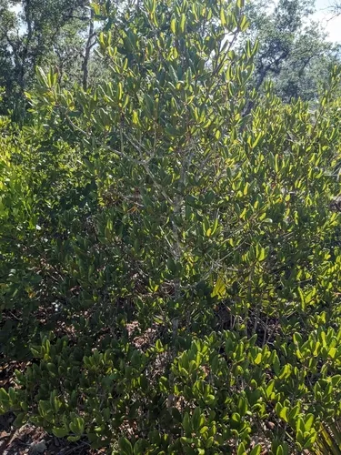 Sandhill Oak