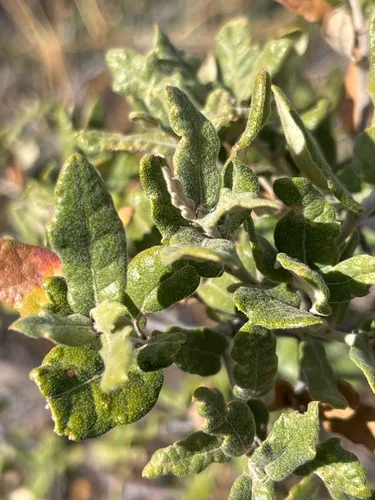Dwarf Oak — photo by nativenomadics