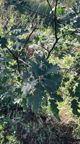 California Black Oak — photo by steph_bece