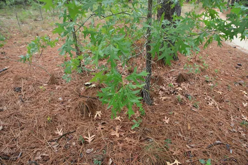Turkey Oak — photo by WagaWaga
