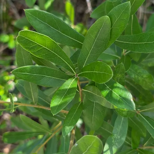 Laurel Oak