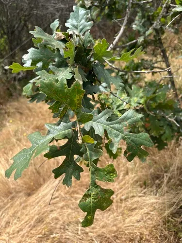 Valley Oak — photo by Angela Ruiz