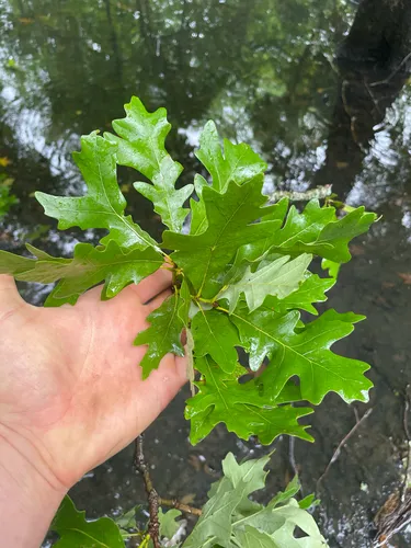Overcup Oak — photo by stevenaugustine