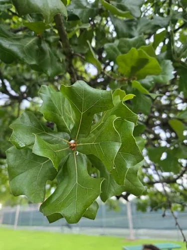 Blackjack Oak