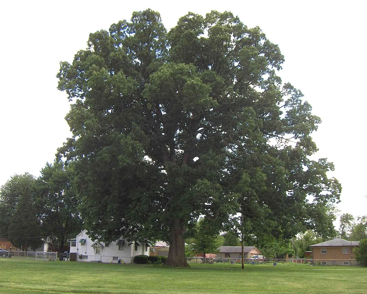 Swamp Chestnut Oak — photo by Jaknouse at English Wikipedia
