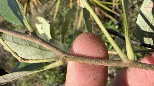 Dwarf Live Oak — photo by J. Richard Abbott