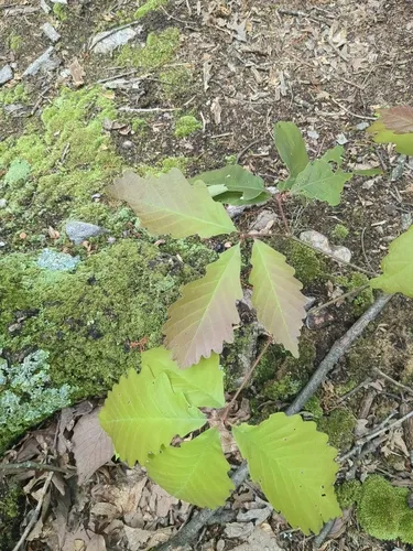 Chestnut Oak — photo by Joceline Telfer