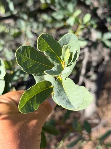 Mexican Blue Oak — photo by Ian McFaul
