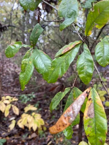 Oglethorpe Oak — photo by picbor