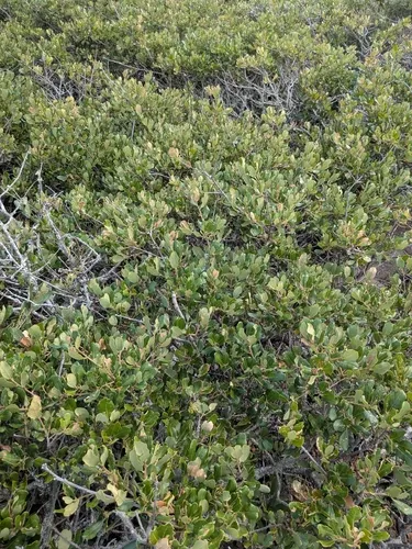 Channel Island Scrub Oak — photo by cy06