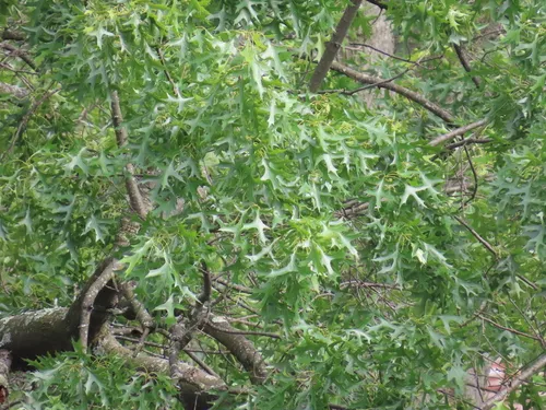 Pin Oak