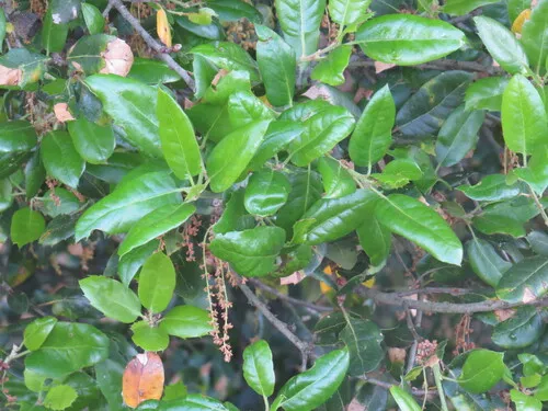 Coast Oak — photo by Garth Harwood