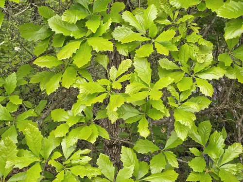 Dwarf Chinquapin Oak