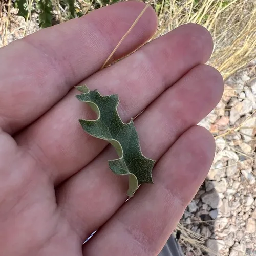 Pungent Oak — photo by Mark Pollock