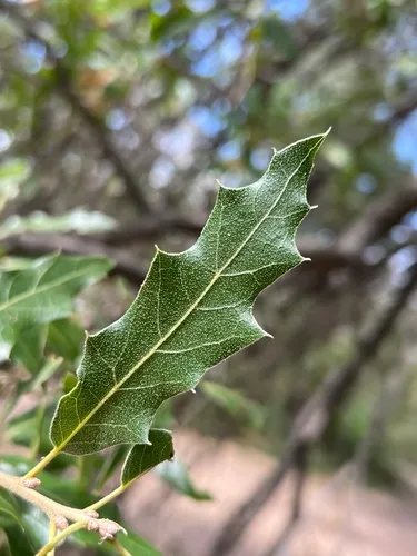 Robust Oak — photo by Paul Rust