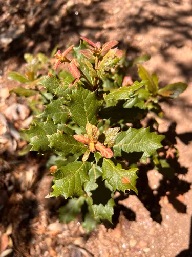 Netleaf Oak — photo by solomon v. hendrix