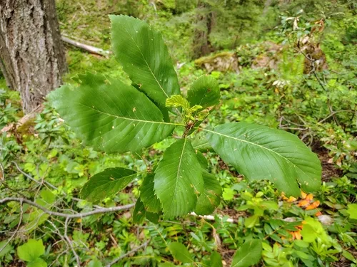 Deer Oak — photo by Cesar Garcia Olmos