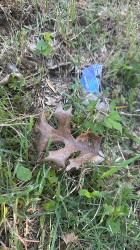 Shumard's Oak