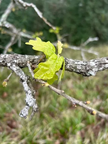 Bottomland Post Oak — photo by Cindi Tanner