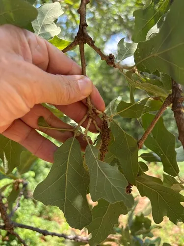 Post Oak