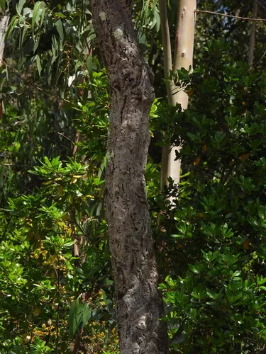 Cork Oak — photo by Duarte Frade