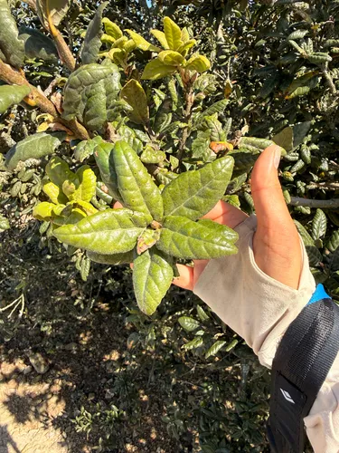 Island Live Oak