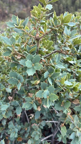 Sonoran Scrub Oak — photo by anbs