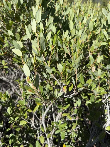 Huckleberry Oak