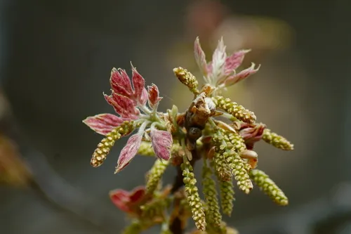 Black Oak