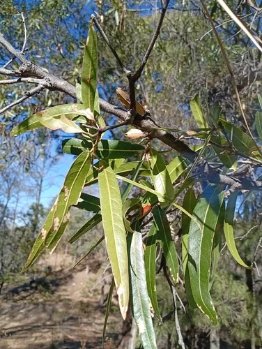 Sonoran Oak — photo by babonoyaba