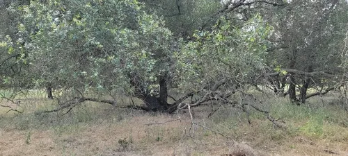 Interior Live Oak — photo by Dennis Eckhart