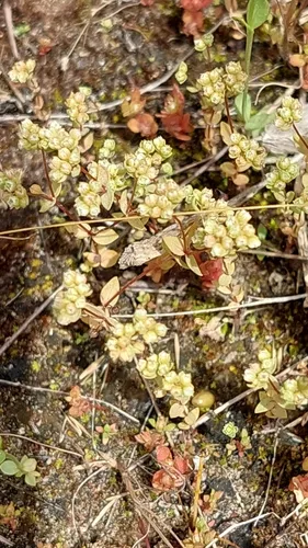 Allseed — photo by Jiří Danihelka
