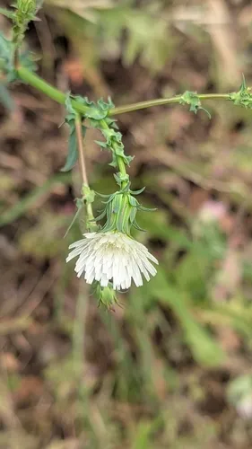 California Plumeseed — photo by Elizabeth Eaton