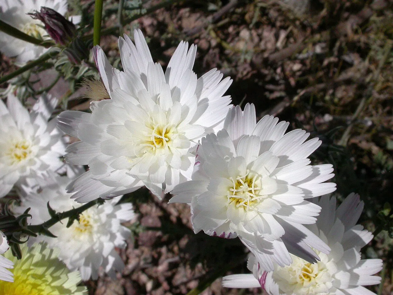 New Mexico Plumeseed — photo by Copyright by Curtis Clark, licensed as noted