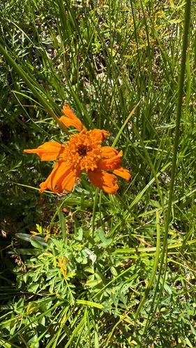Showy Raillardella