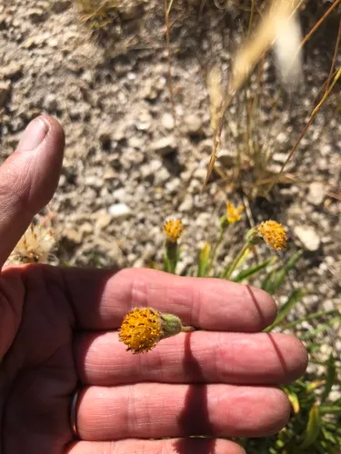 Stem Raillardella
