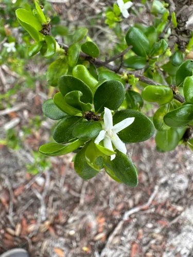 White Indigoberry — photo by jrenninger