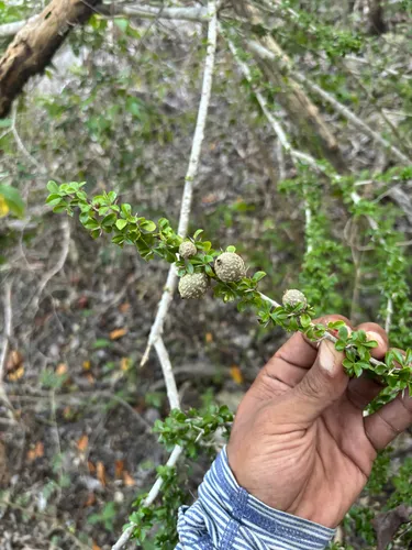 Puerto Rico Indigoberry